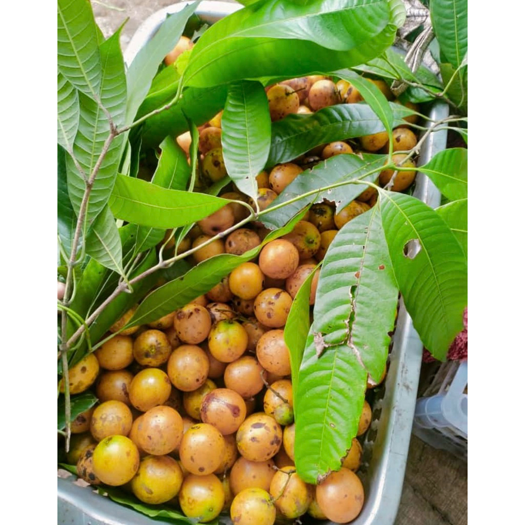 Buah Gandaria Jatake Matang