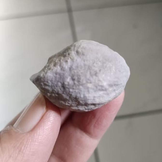 Kemiri Adu Muncang Adu Jalim Arum JR Urgen Tua Jatuhan