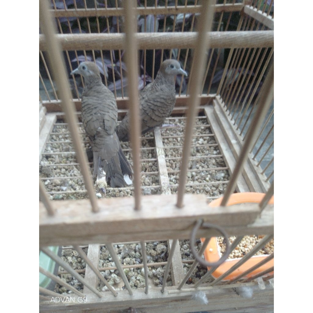 Sepasang indukan Perkutut Ceman mojopahit jantan  x Perkutut Lokal Betina produk 2x siap ternak