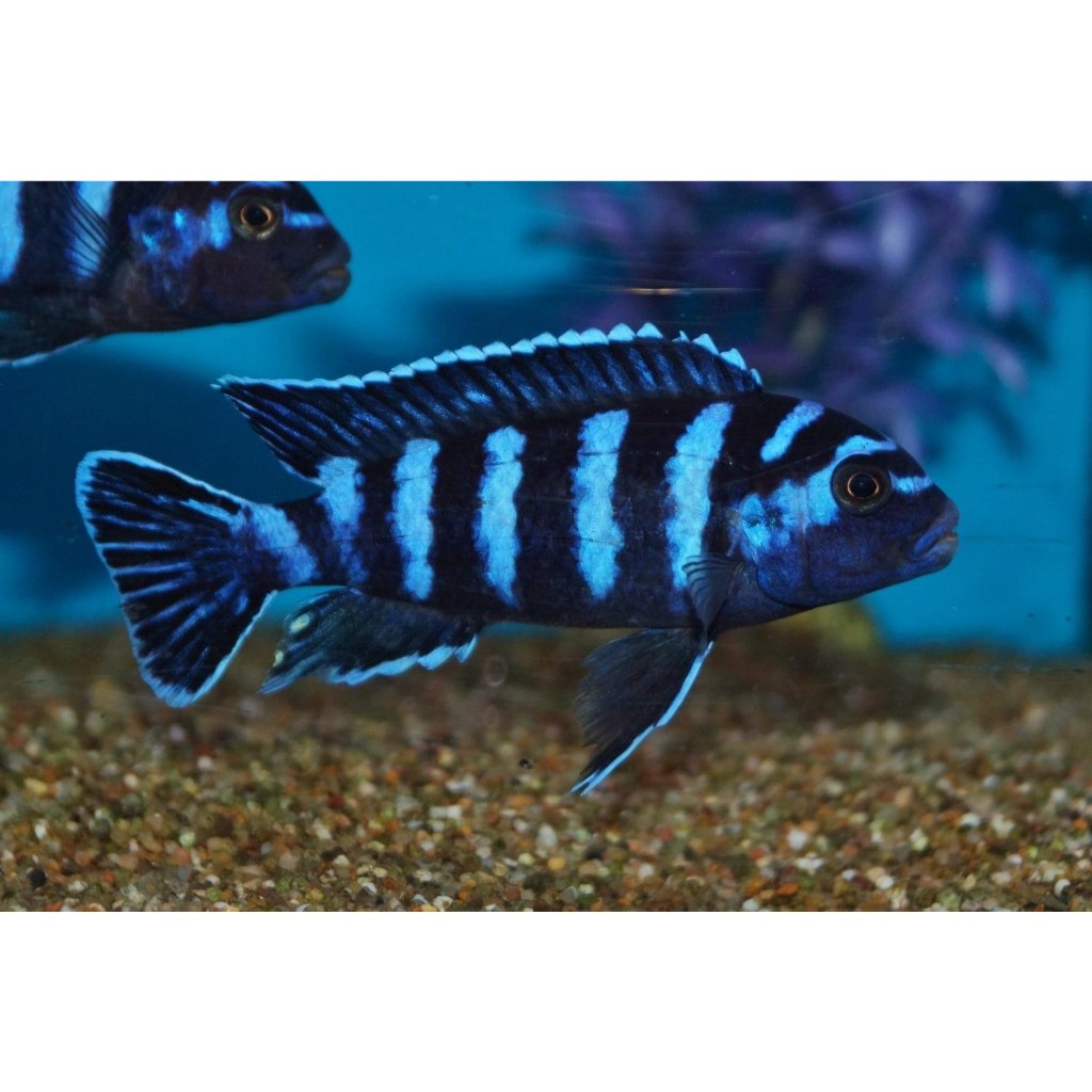 ikan hias demasoni cichlid