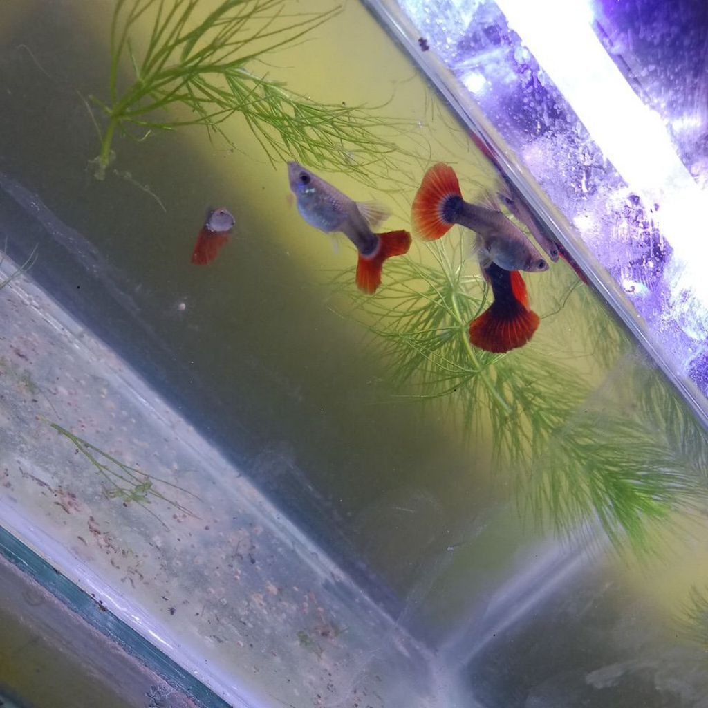 paket_ikan-guppy_hb_red_siap bread
