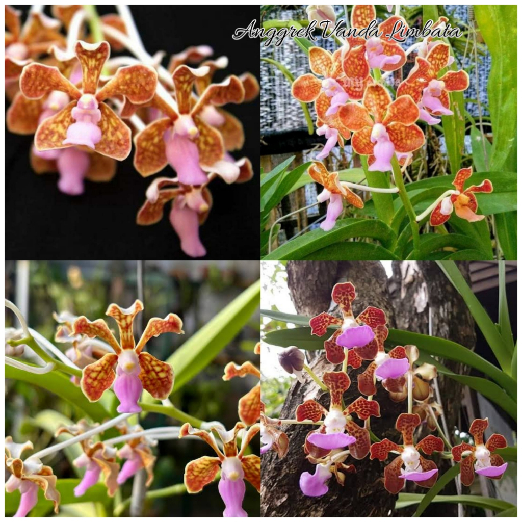 Anggrek vanda limbata isi 3 || Anggrek vanda spesies
