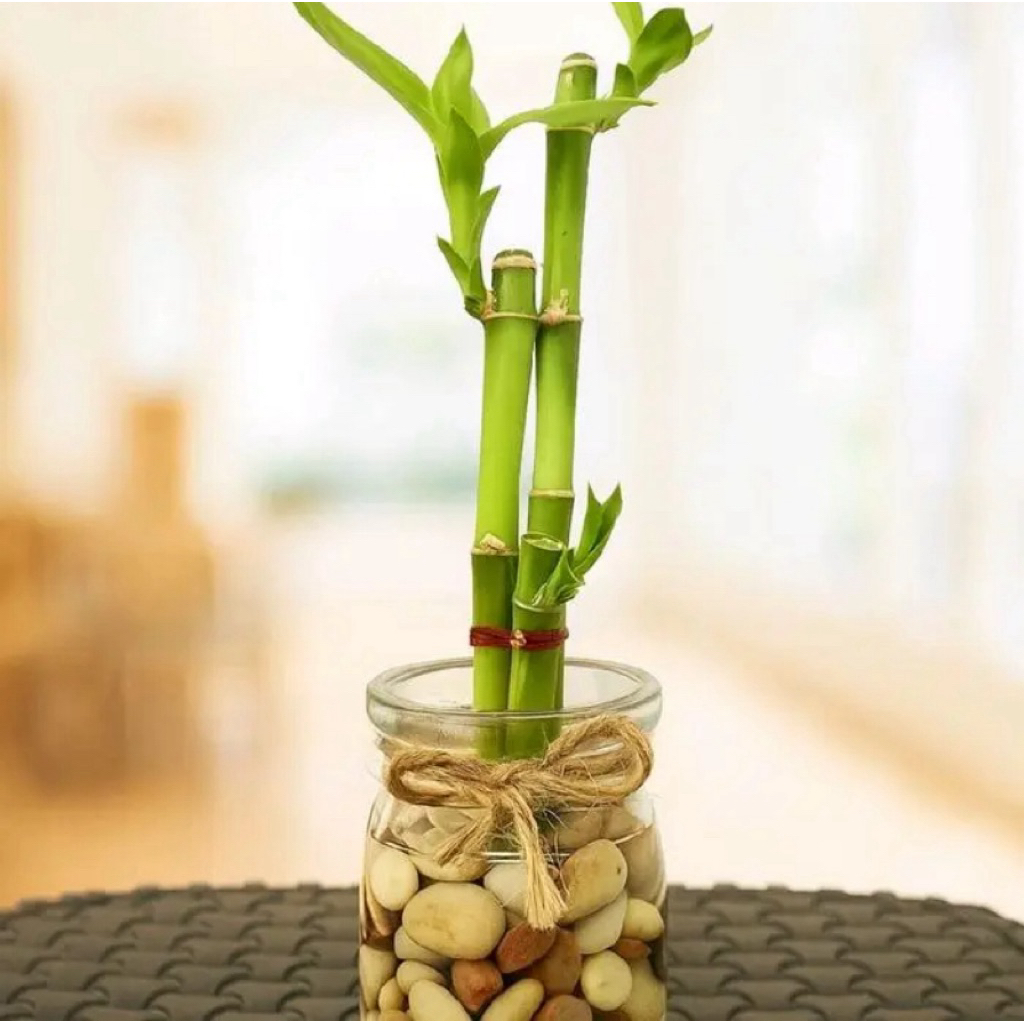 Paket 3 batang bambu hoki - Lucky bamboo tanaman media air hydroponic