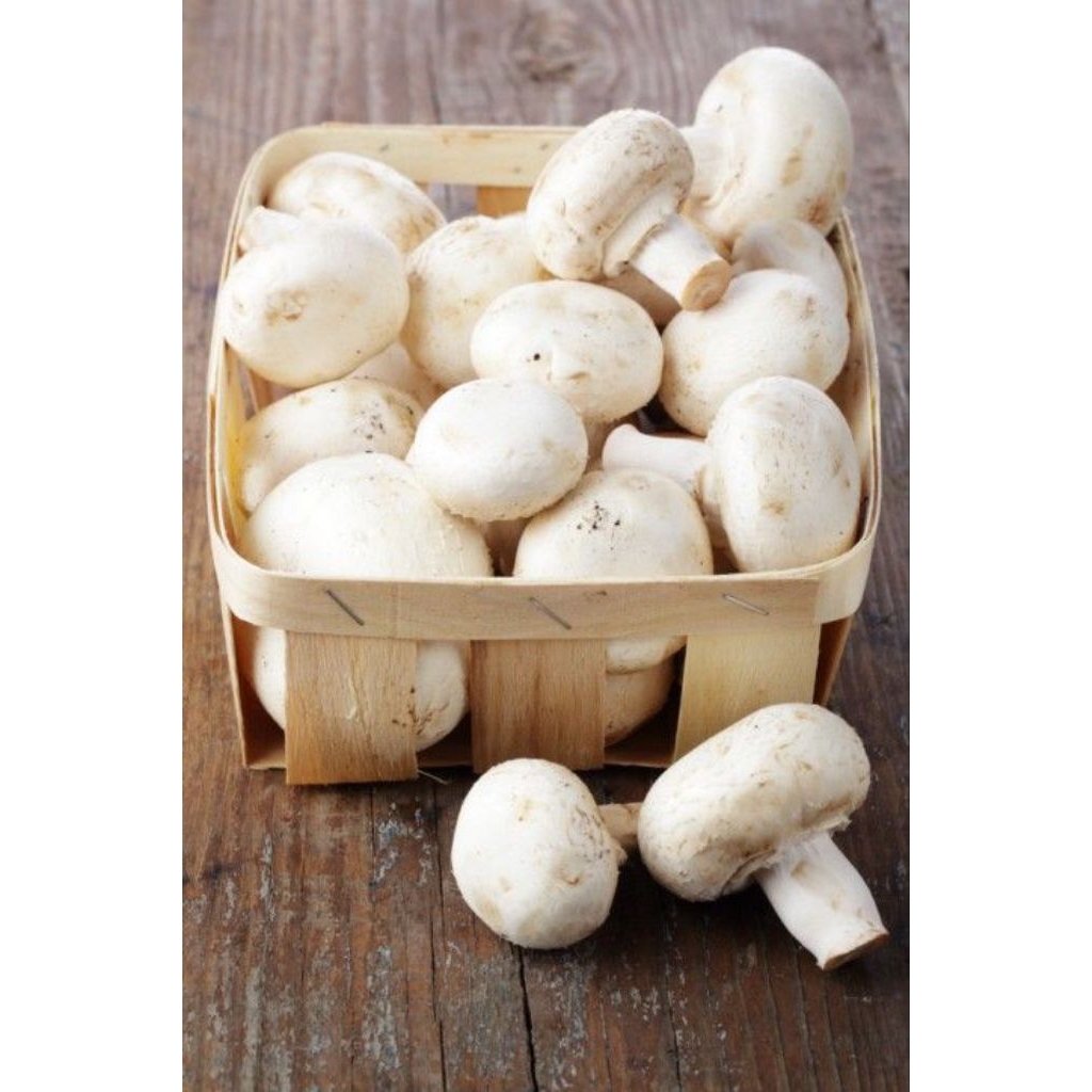 JAMUR CHAMPIGNON/JAMUR KANCING 1 KG