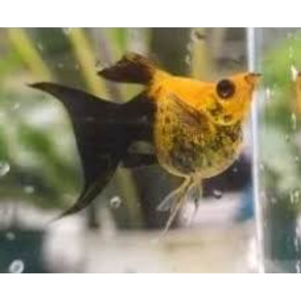 Molly Golden Black Balon Lyretail Hiasan Aquarium Dan Kolam