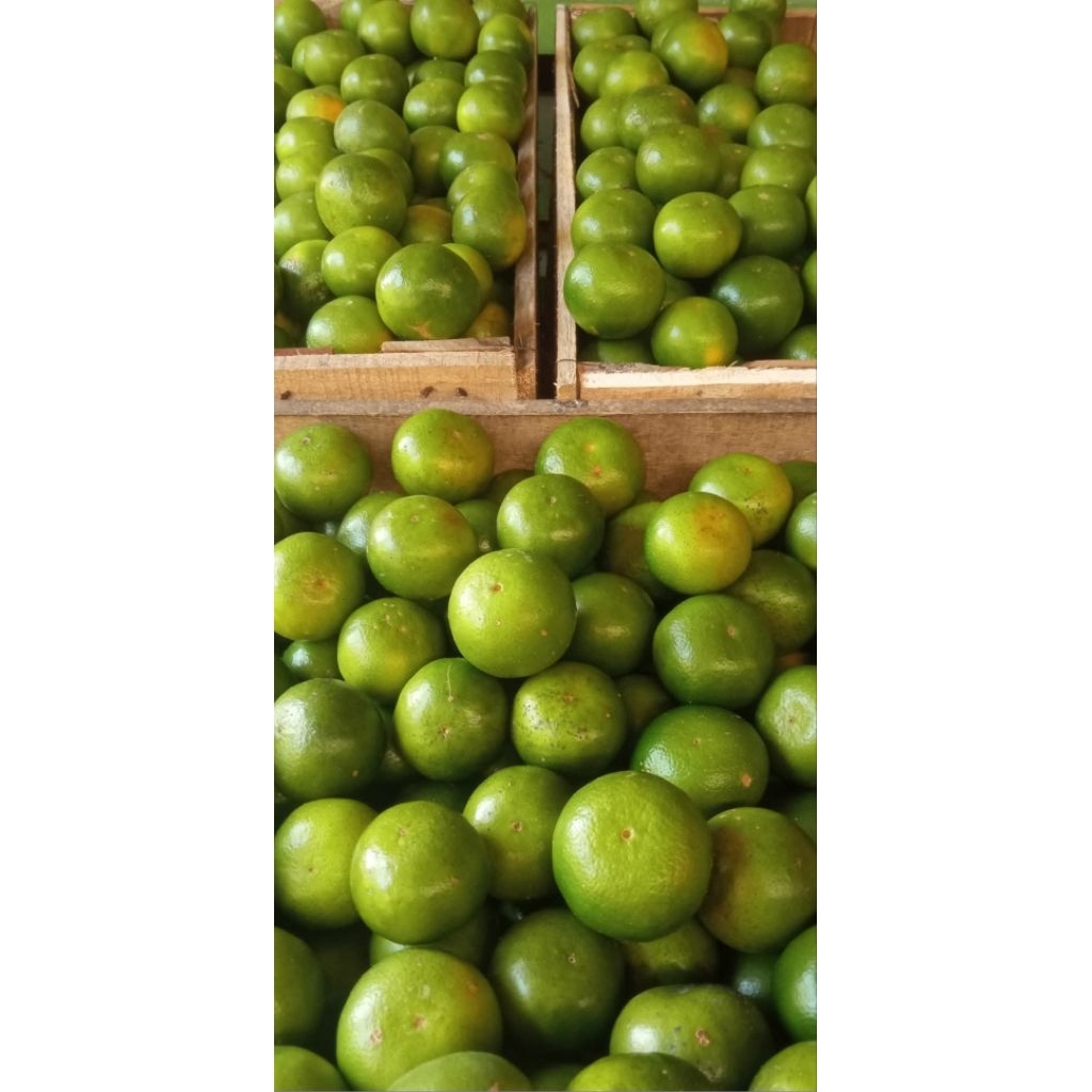 Jeruk Peras jember 1kg