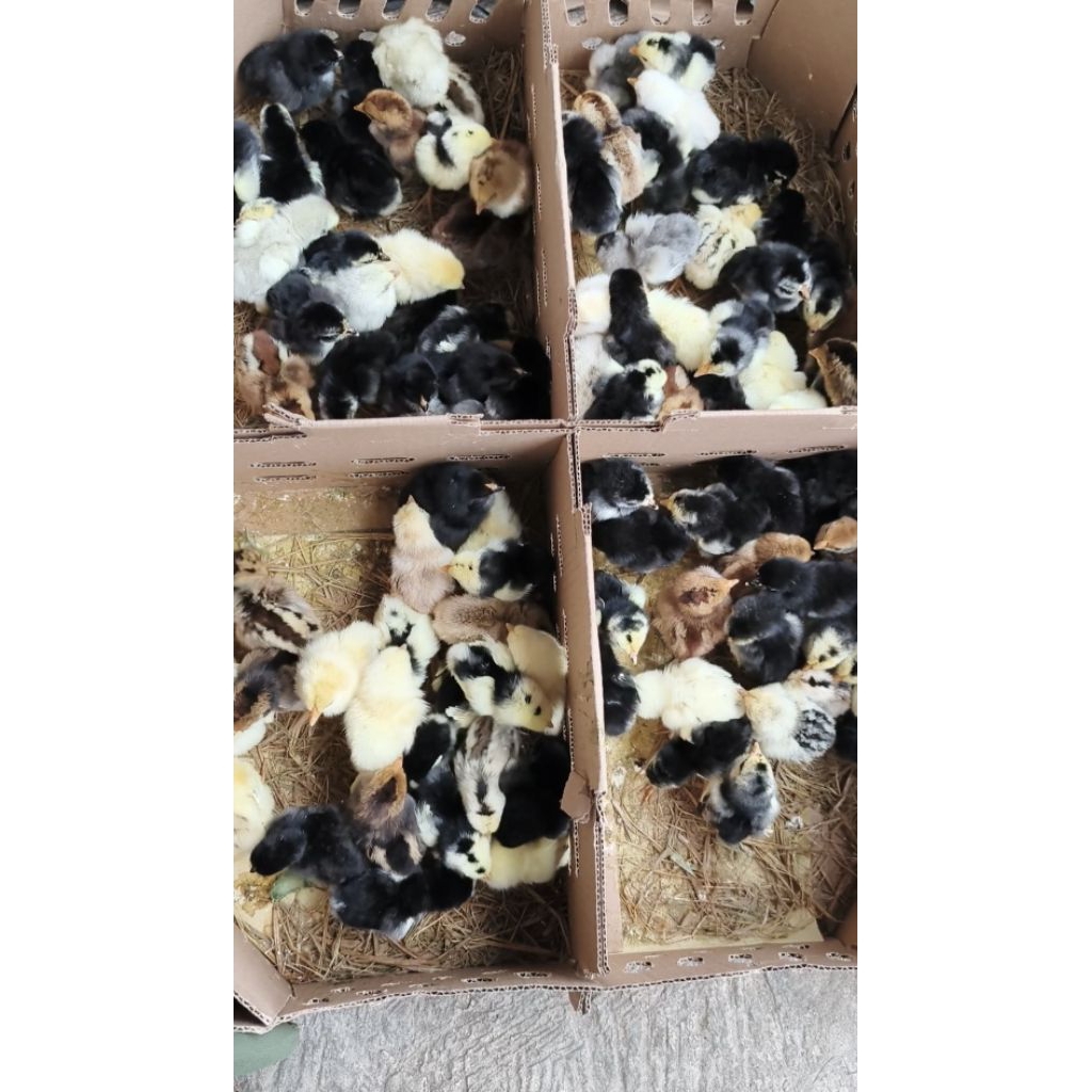 DOC - AYAM KAMPUNG ASLI / AKA (ECER) - sudah di vaksin