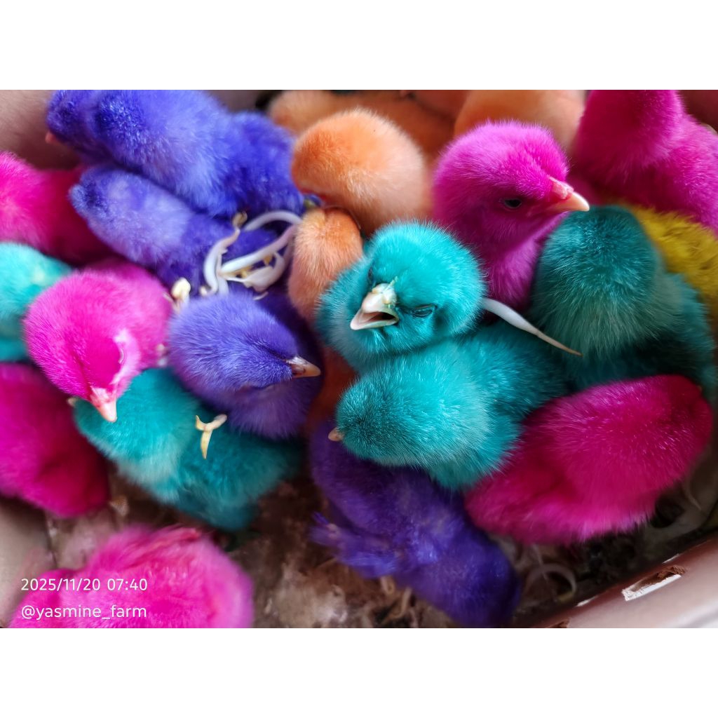 DOC AYAM WARNA WARNI isi 100 ekor - sudah vaksin