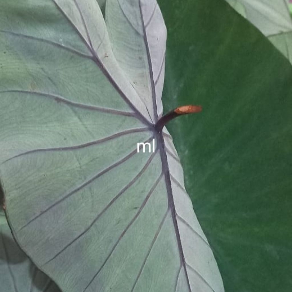 Daun talas hitam segar per 1 helai daun