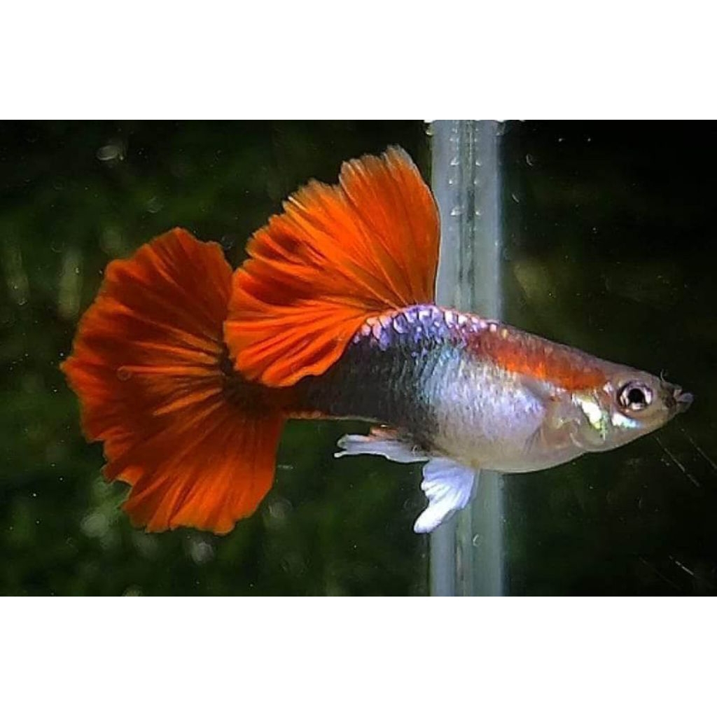 HB RED ROSE CAULI FLOWER