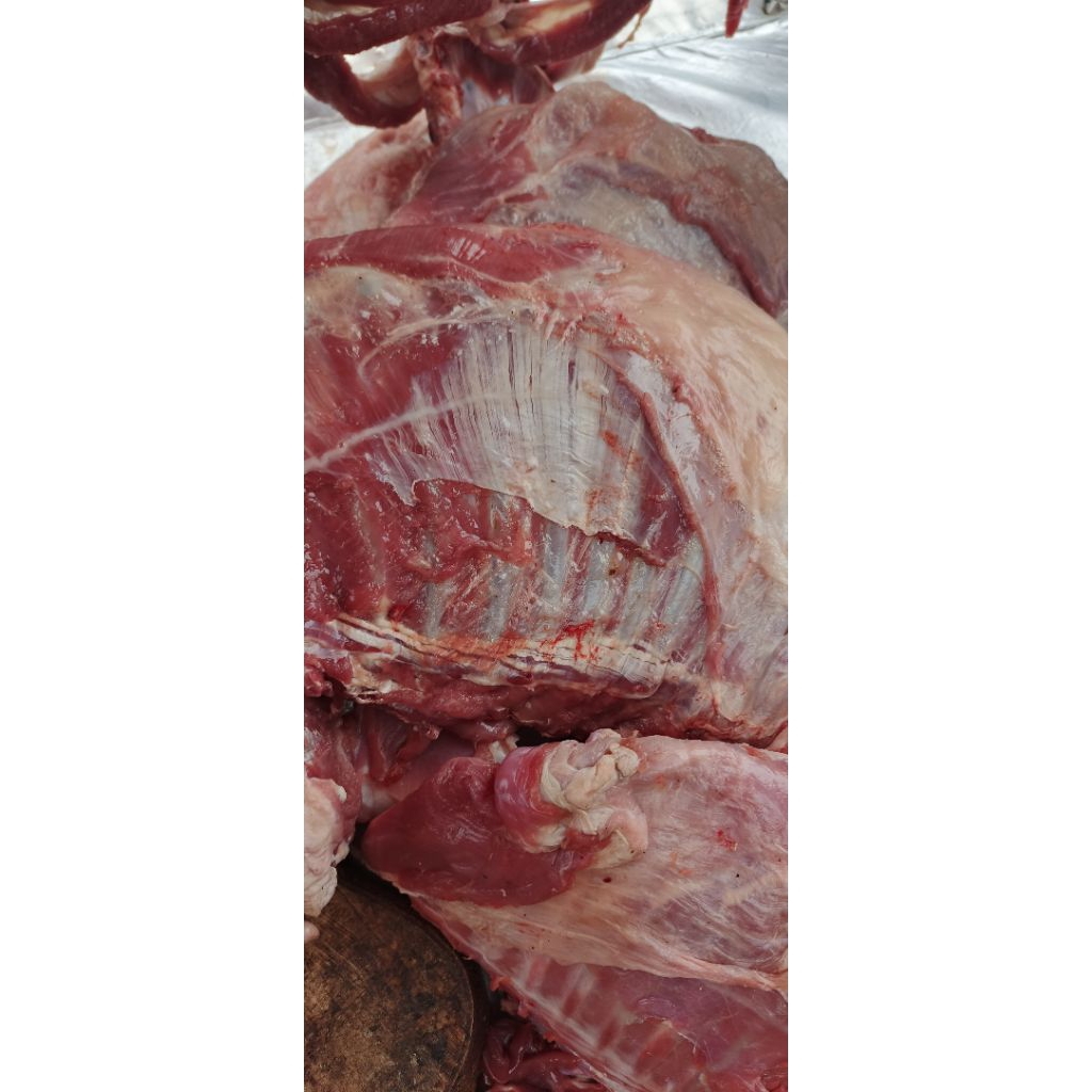 iga kambing isi / iga gondrong