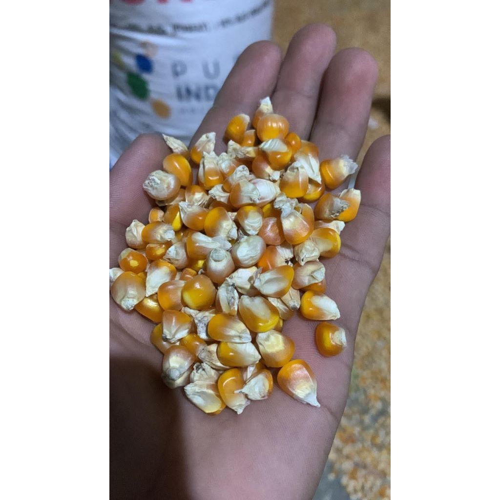 jagung kering 1 kg