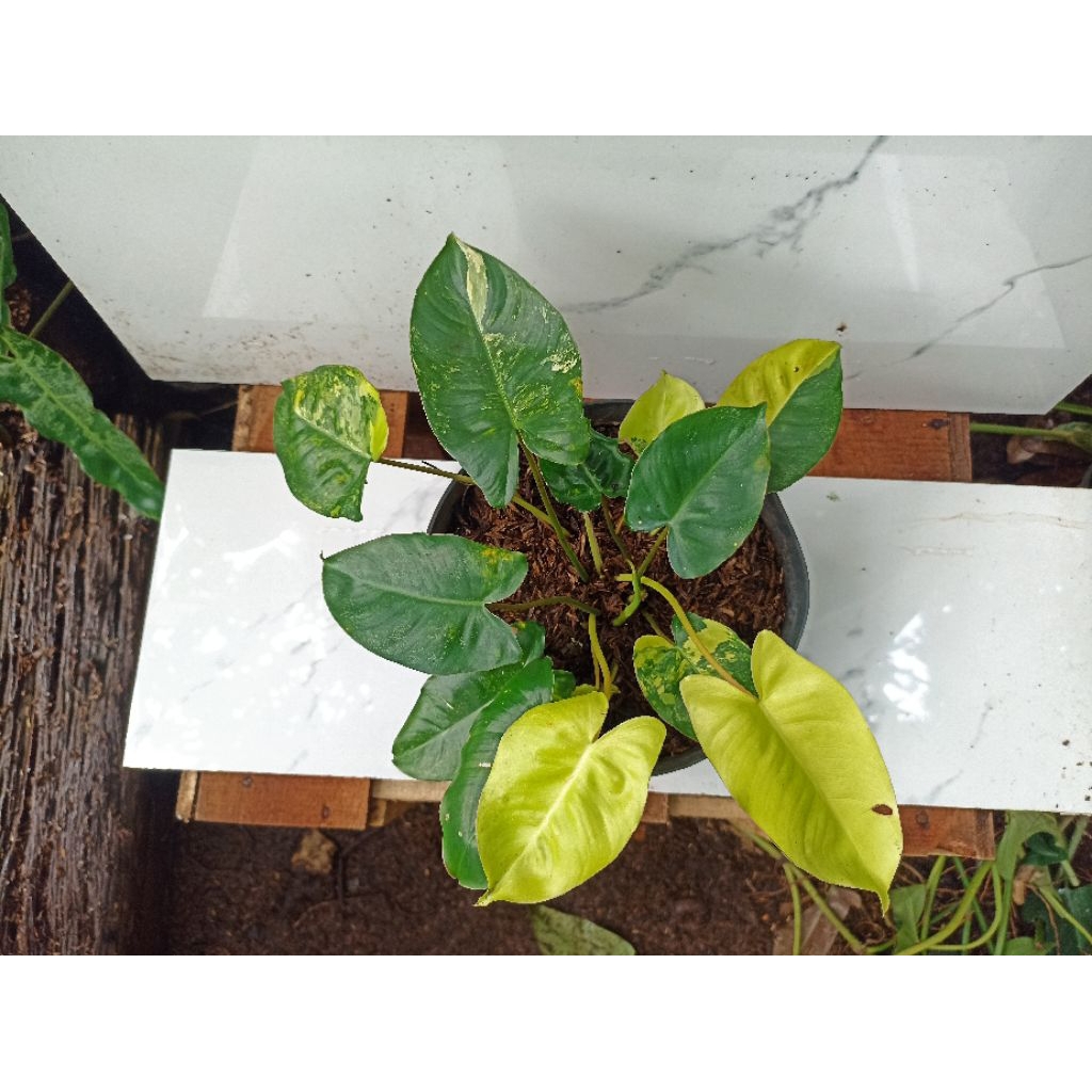 Burle marx variegata