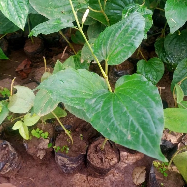 bibit tanaman cabe jamu atau cabe jawa untuk kebutuhan ekspor