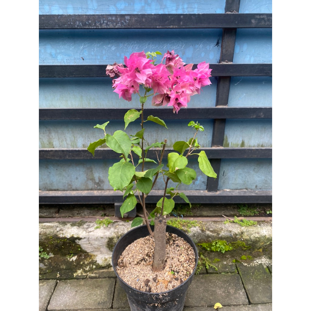 Bougenville Real Stock Batang besar