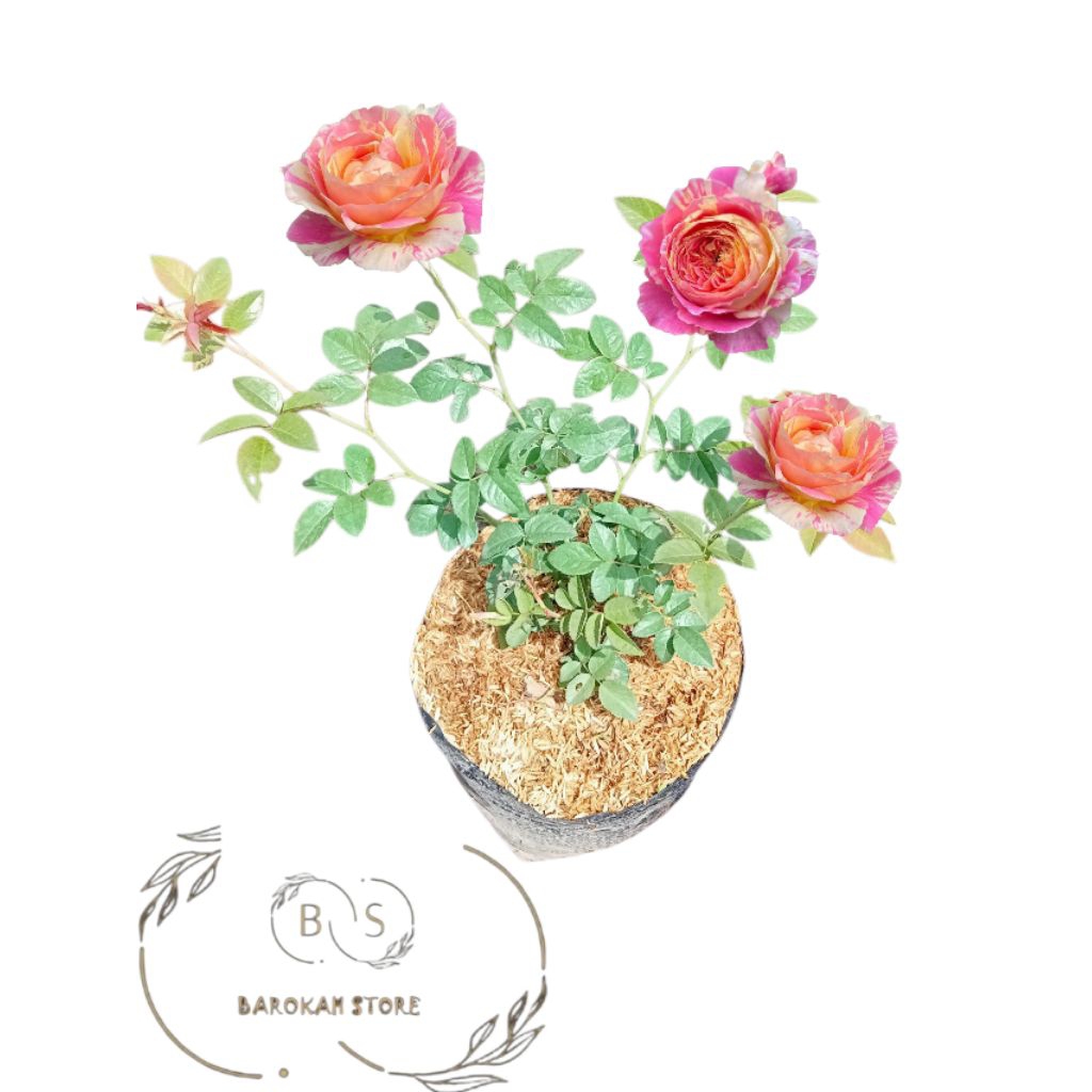 Mawar import rambat Julie Andrew dewasa mawar tanpa duri mudah dirawat - Tanaman hidup berbunga