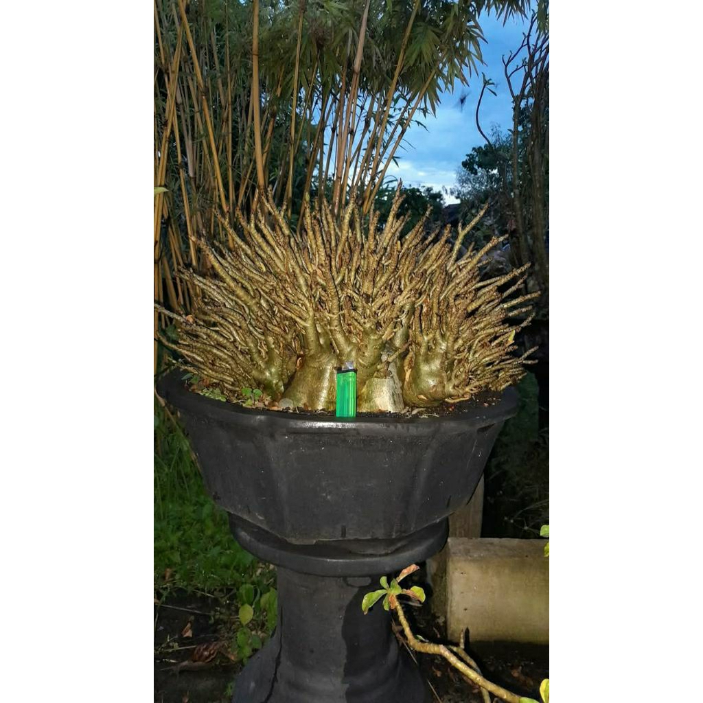 Godji Hybrid/Arabicum Godji Hybrid cabang brutal