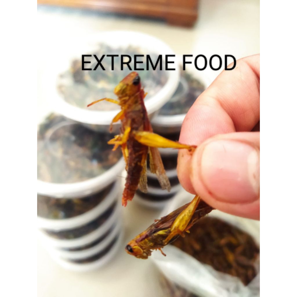Belalang Goreng Kering Terlaris