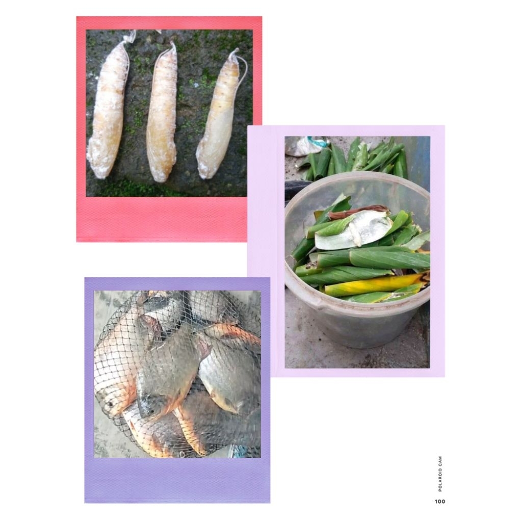 Umpan alami ikan BAWAL Kepompong pisang (isi12) Harian dan Galatam