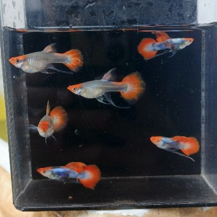 Hiasan Aquarium Guppy Prt koi ribbon/Normal satu pasang