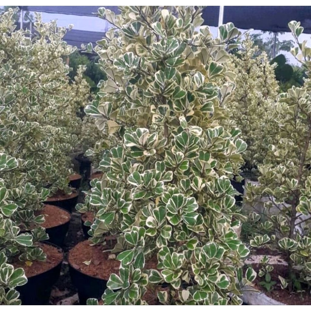 Tanaman hias indoor ficus Triangularis 1 meter - Ficus Triangularis - Beringin Kupu kupu