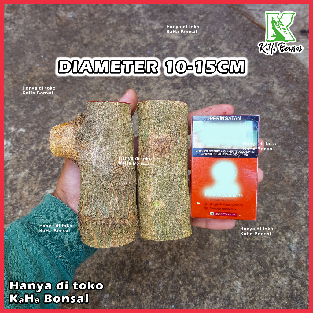 Bibit Sancang Bahan Sancang Mame Sancang Bogel Sancang Batang Besar Stek Sancang Besar Bahan Bonsai 