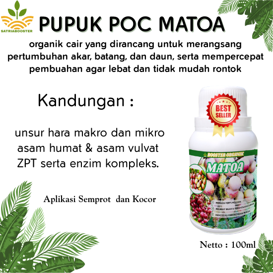 Pupuk Matoa Agar Cepat Berbuah 100ml // Pupuk Pelebat Buah Matoa