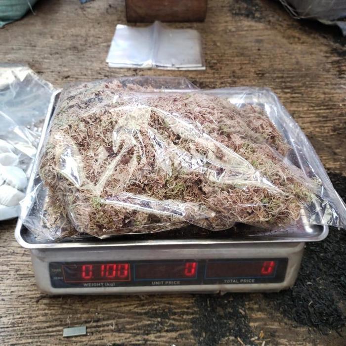 "New" Spagnum moss, moss putih lokal murah, media tanam moss 100 gram