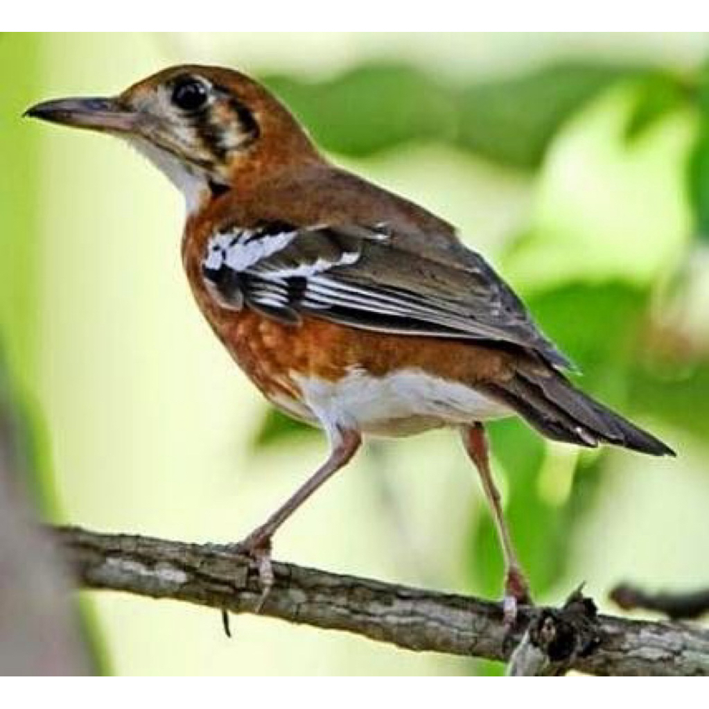 burung anis cendana  trotol jantan