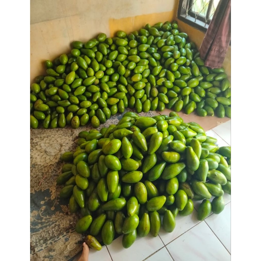 Alpukat Siger Lampung Timur