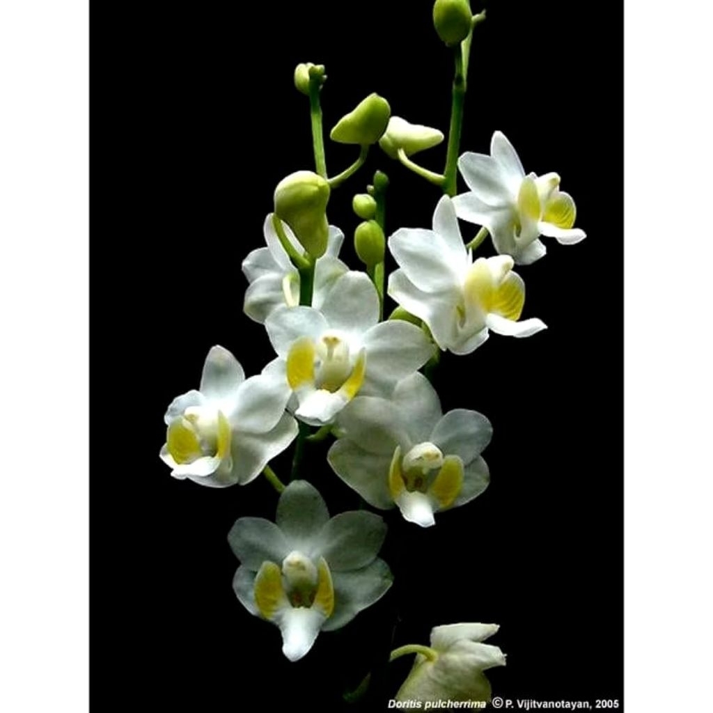 Termurah anggrek Doritis Pulcherrima Alba Remaja Siap Berbunga