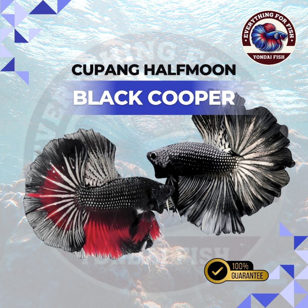 (BARU) HM Black Cooper | TOP GRADE | BEST QUALITY | DISKON