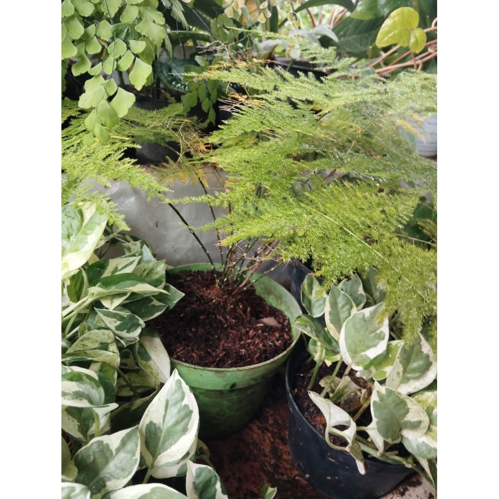 Asparagus Fern
