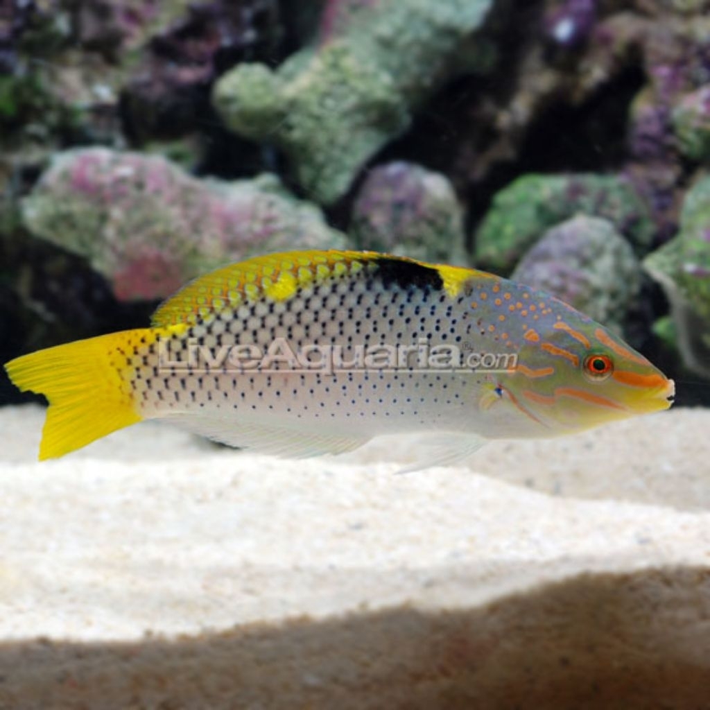 Ikan Hias Air Laut Keling Perak (Marble Wrasse)