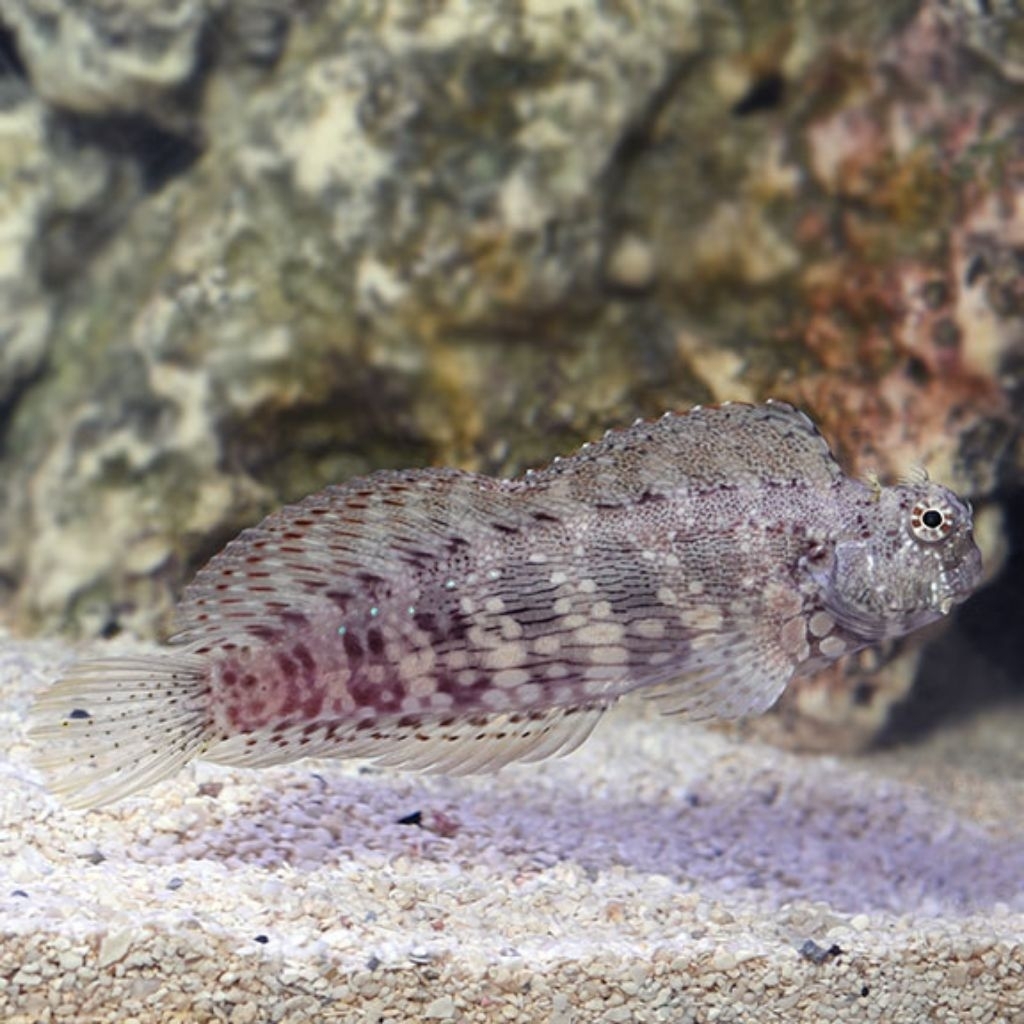 Ikan Hias Air Laut Jabing Glodok (Sailfin/Algae Blenny)
