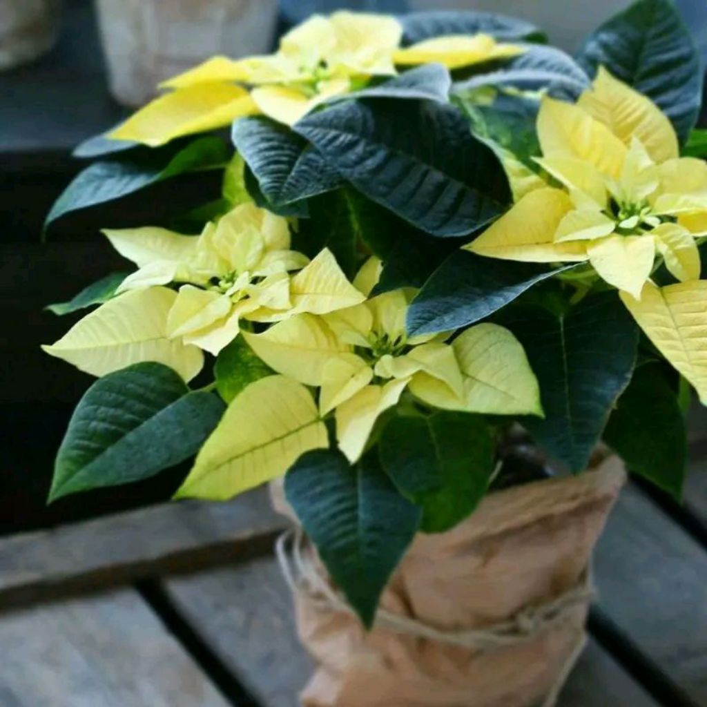 tanaman kastuba putih - tanamanhias kastuba putih - kastuba putih