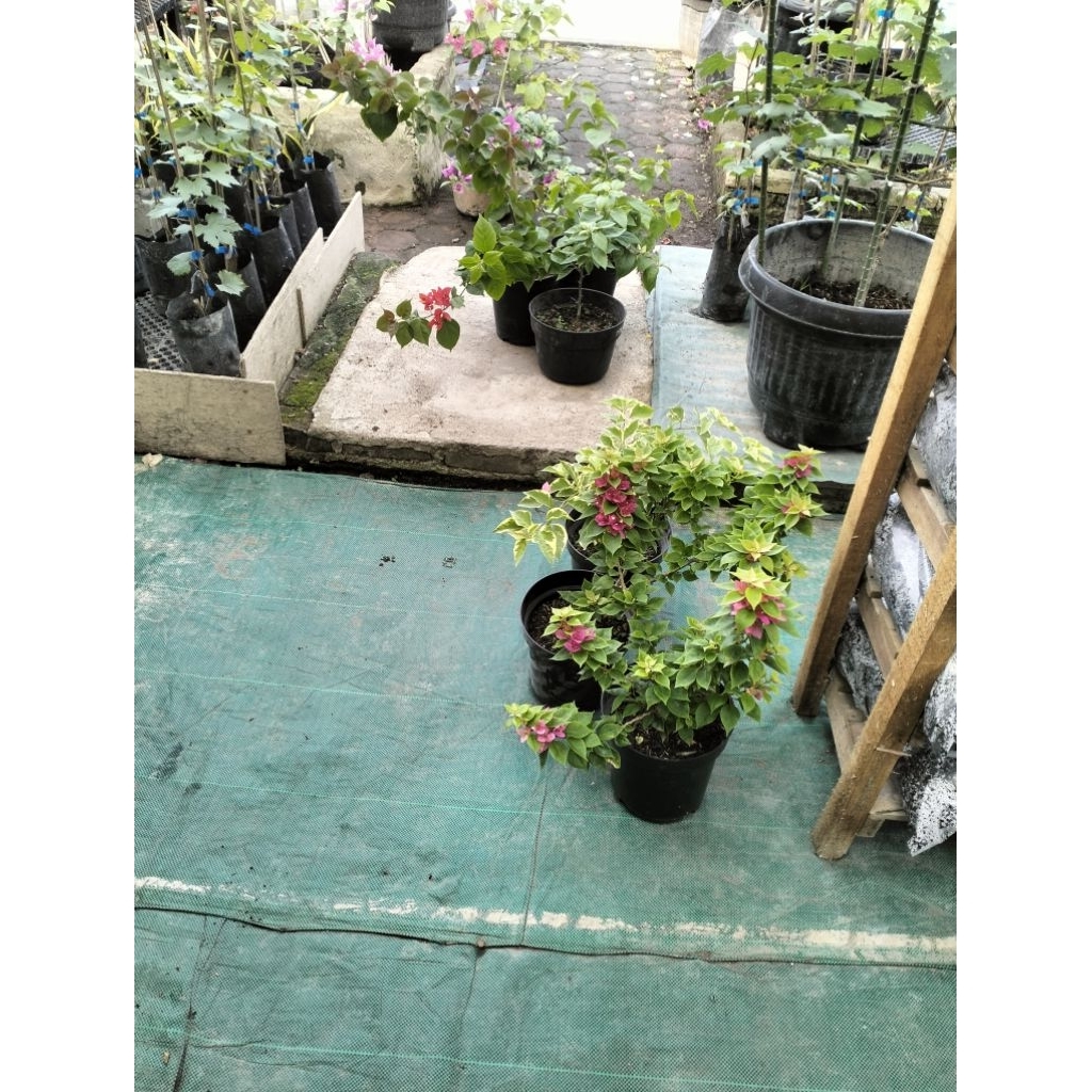 bougenville Singapura merah fanta