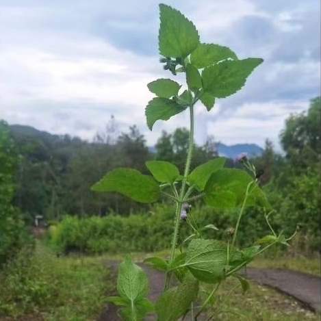 babadotan (Ageratum conyzoides L) / Batang
