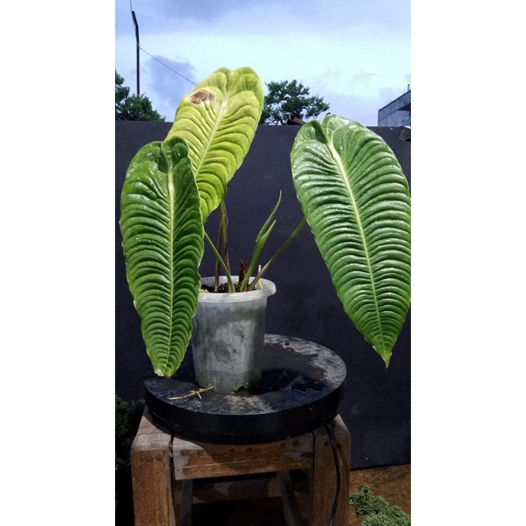 Anthurium Veitchii Narrow Ecuador