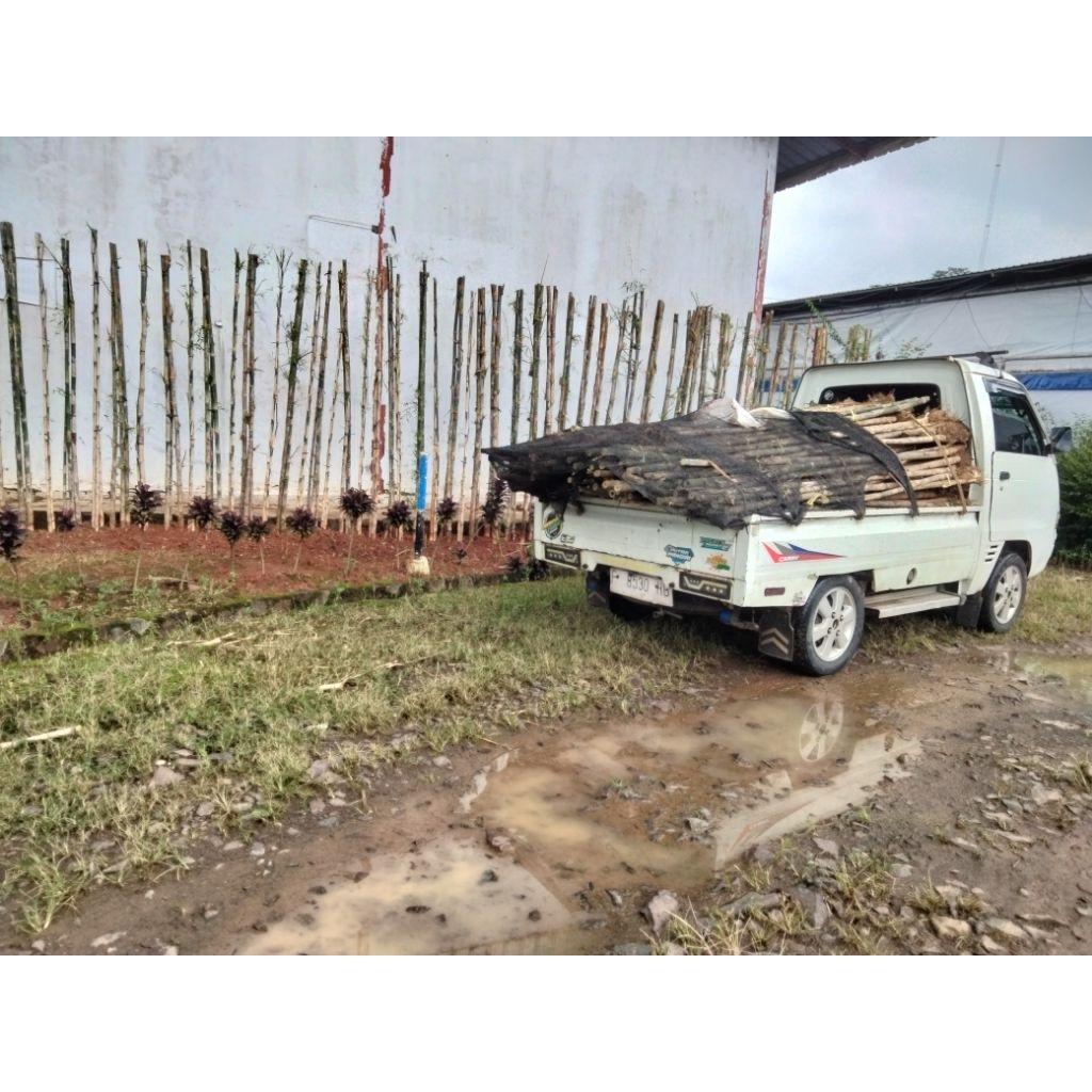 Bambu Hias Bambu Jepang