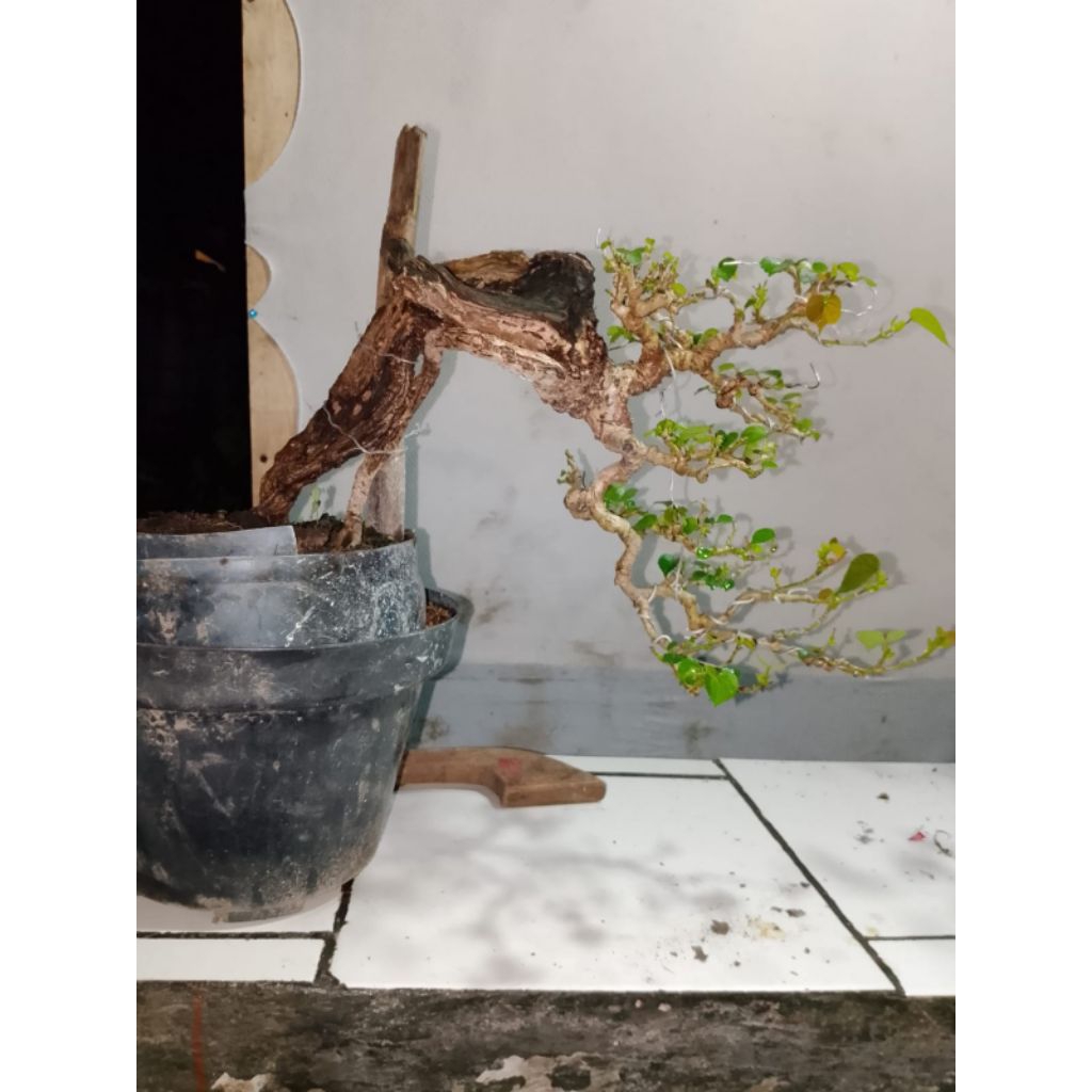 Bonsai waru taiwan Berkarakter Tua Krowok siap Kontes