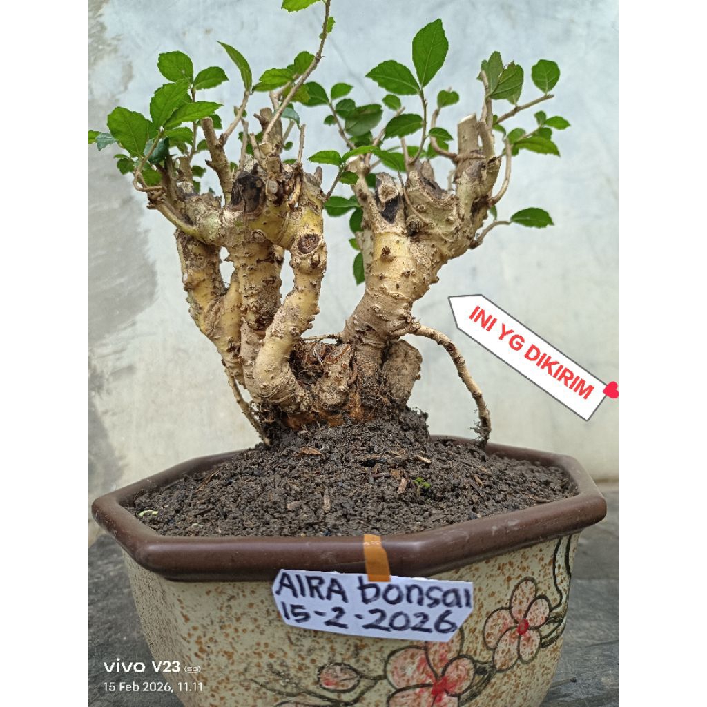 bahan bonsai serut dongkelan hidup