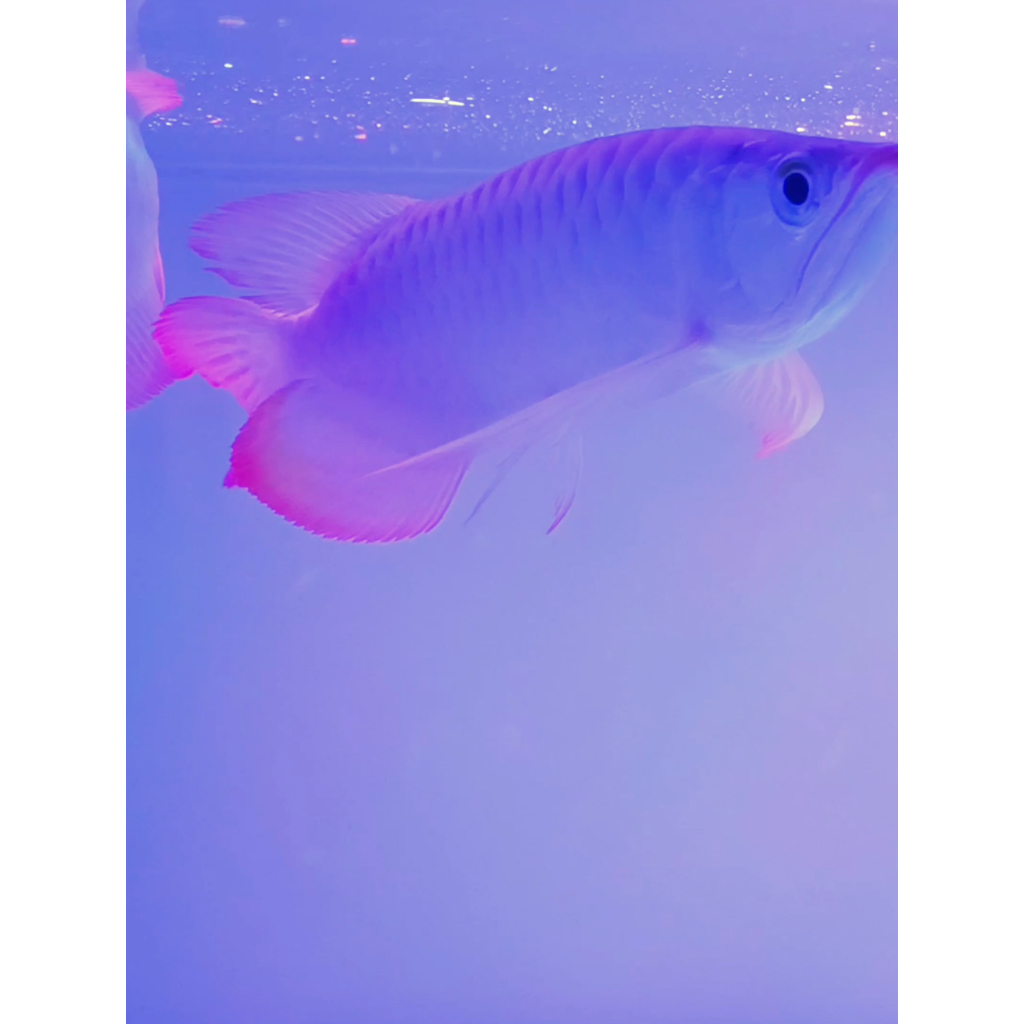 Arwana Super Red 29-30 cm Asli Genetik Induk Merah GRADE A+++ Bahan Kontes SERTI dan CHIP Lengkap GA