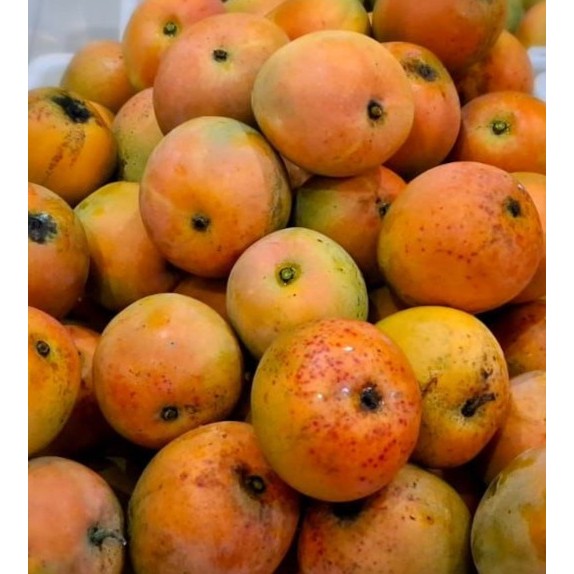 Mangga Gincu Indramayu Super Jumbo, 2 kg Manis Legit