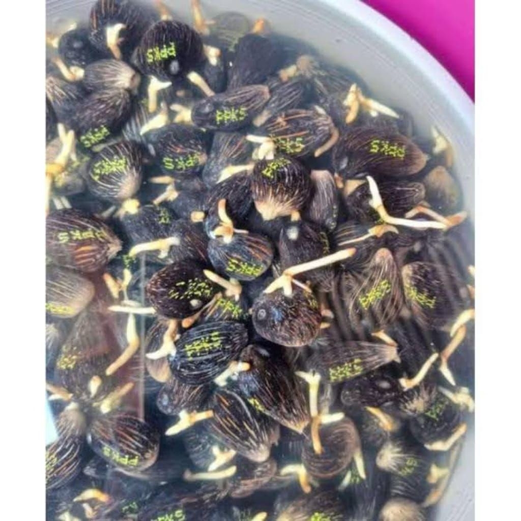 Dxp Simalungun benih uanggul