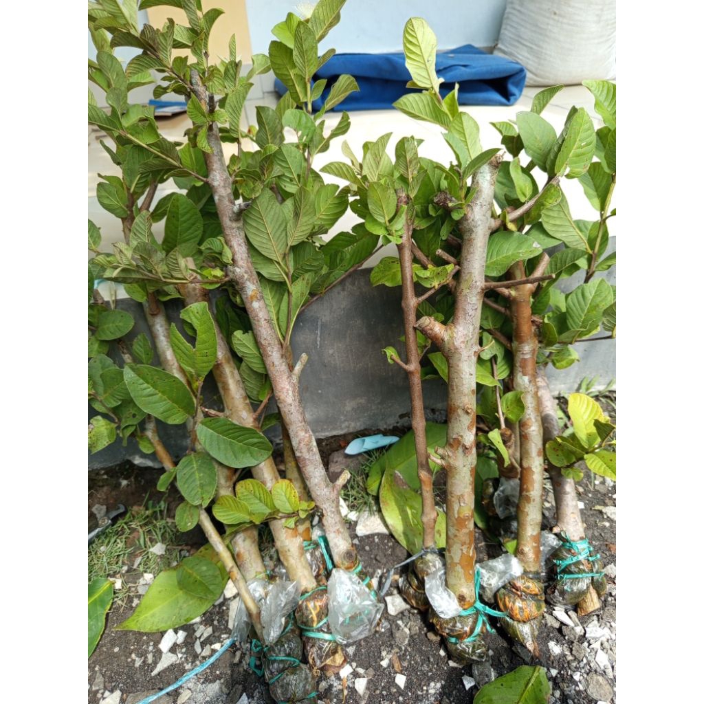 cangkokan jambu kristal paket 10 batang
