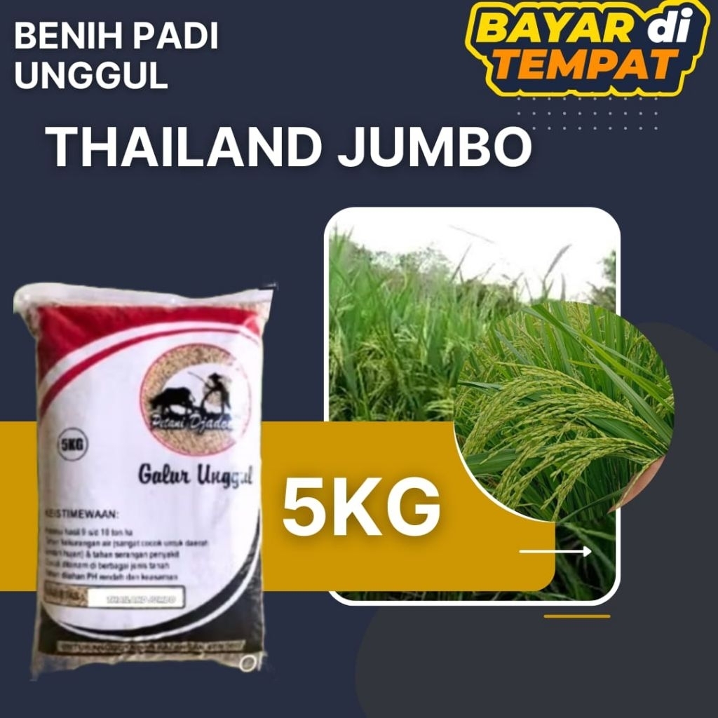 PADI THAILAND JUMBO 5KG