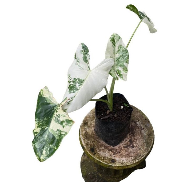 Alocasia macrorrhizos variegata (sente varigata)