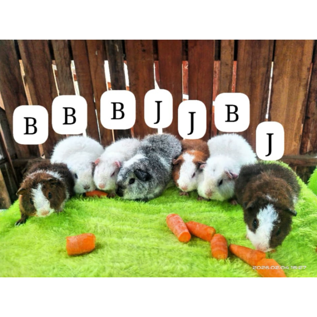 Marmut hiasa Guinea Pig Teddy