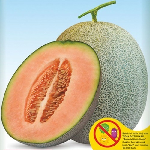 2 Biji Benih Melon NEW MADESTA F1